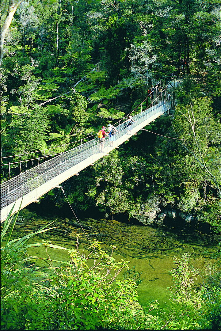 Explore the lush green forest of Abel Tasman National Park.