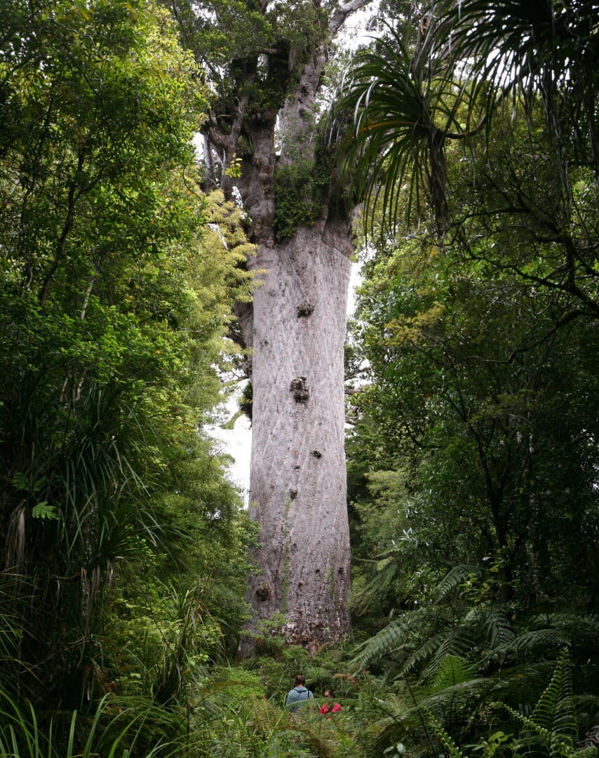 Tane Mahuta, the largest kauri living, Waipoua kauri forests.