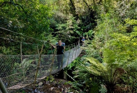 Whirinaki Rainforest