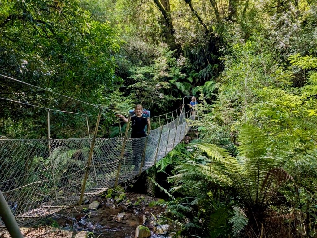 Experience the primordial, original rainforests.