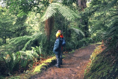 hiking New Zealand native forest