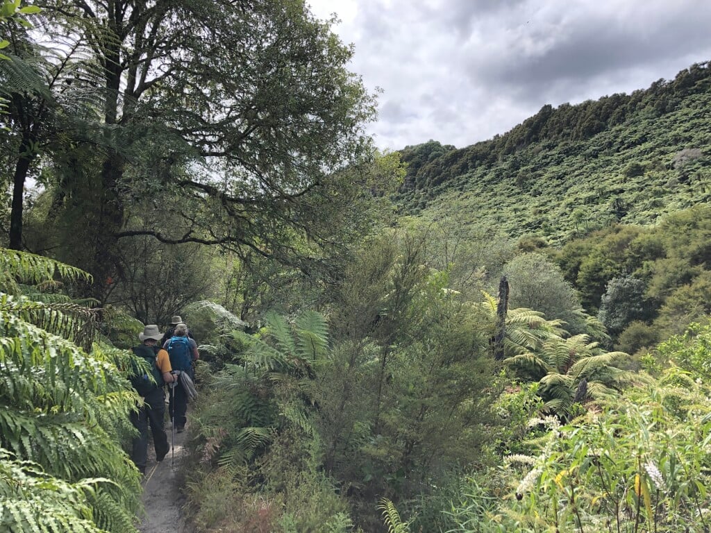 Hike through the lush lakeside bushland.