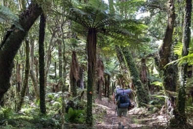 Whirinaki Rainforest
