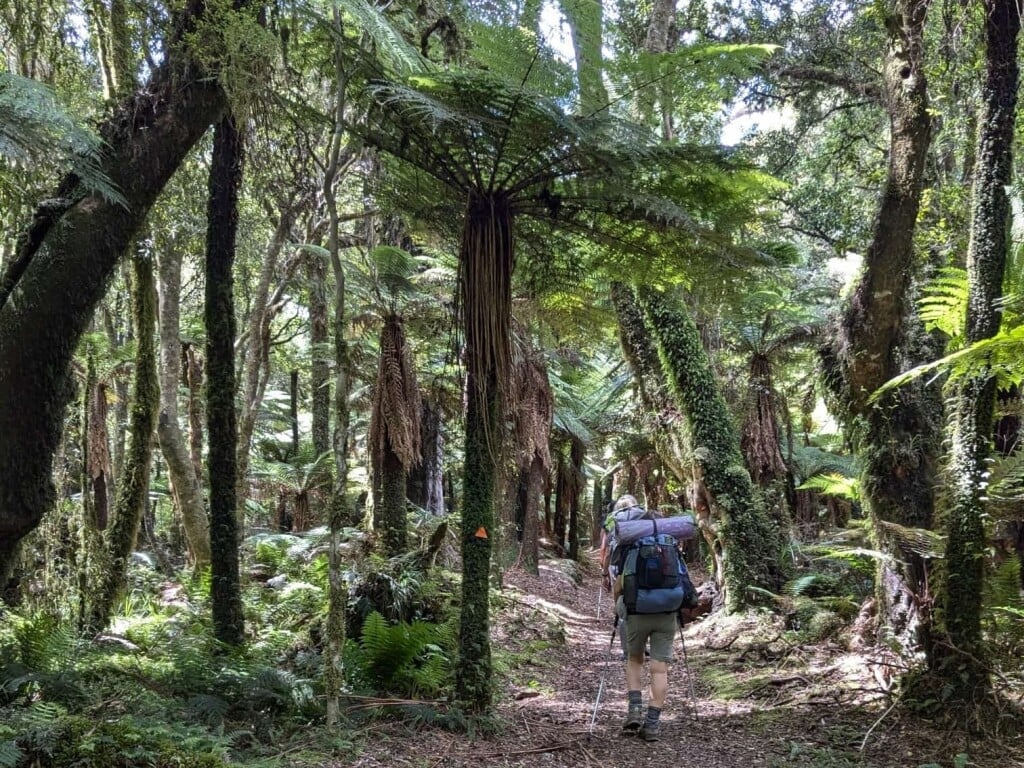 The pure rainforests of Urewera, a wilderness that owns itself under a new groundbreaking change in NZ law (and memorandum of understanding). 