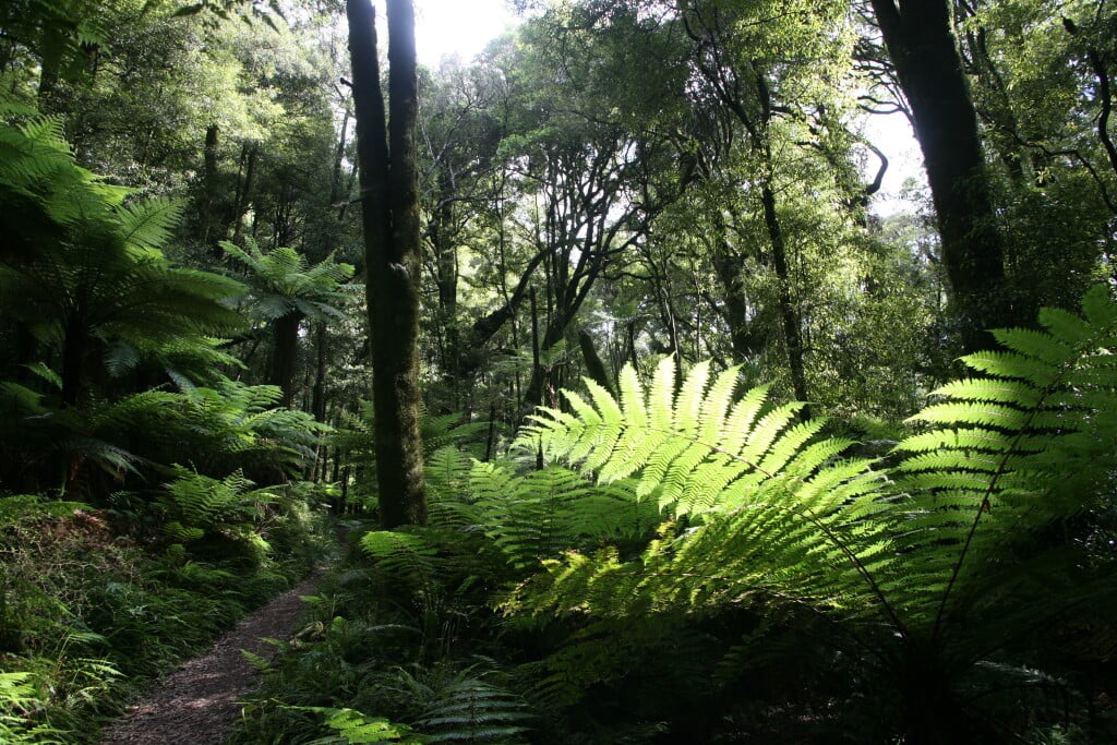 Hike underneath giant fern trees.